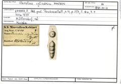 Karteikarte zum Abbildungsoriginal von Clavulina cylindrica Hantken, 1875
